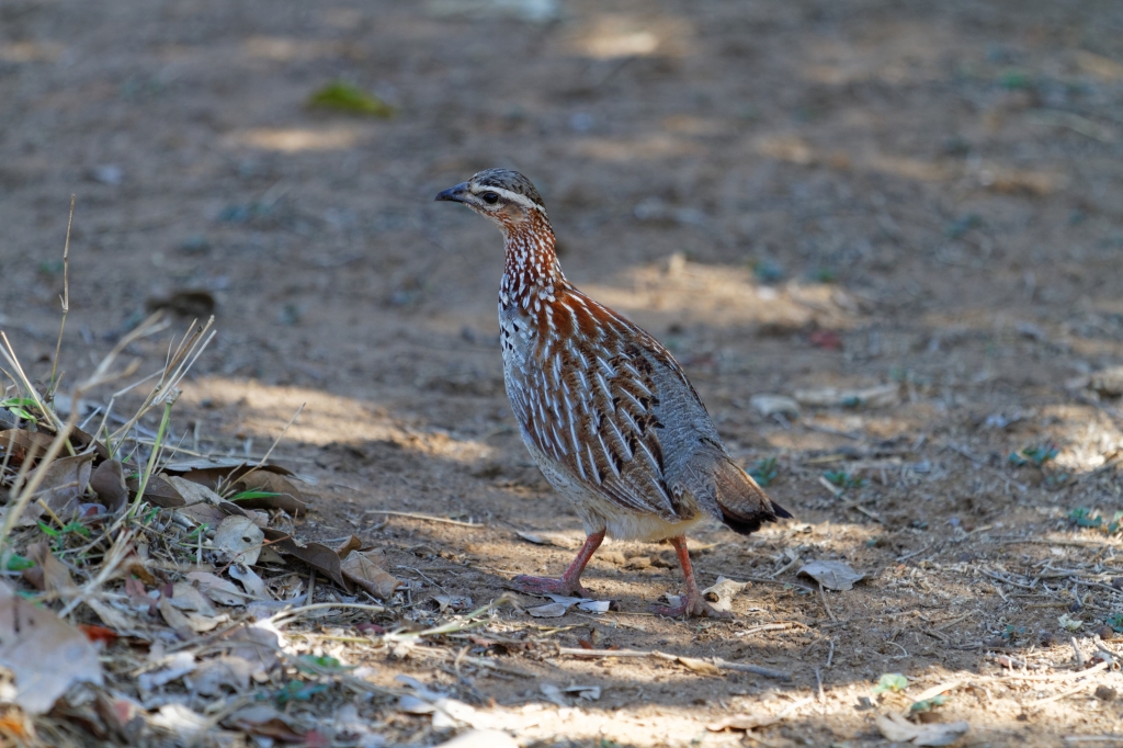 08 - Kruger NP (59).jpg